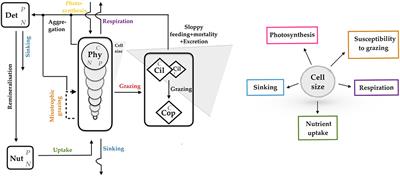 A Trait-Based Framework for Explaining Non-additive Effects of Multiple Stressors on Plankton Communities